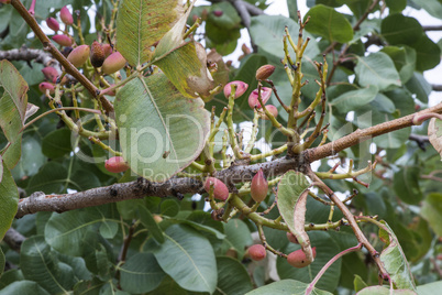 Pistachio tree branch