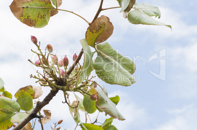 Pistachio tree branch