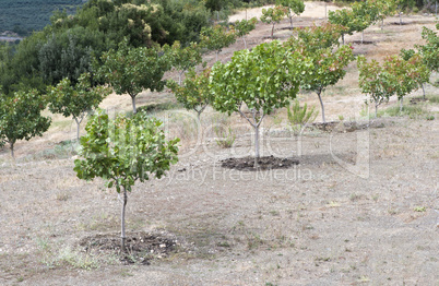 Pistachio trees