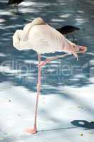 White color swan or heron bird stand with one leg