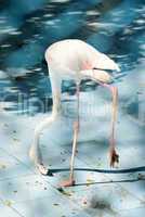 White color swan or heron bird eating or find some food