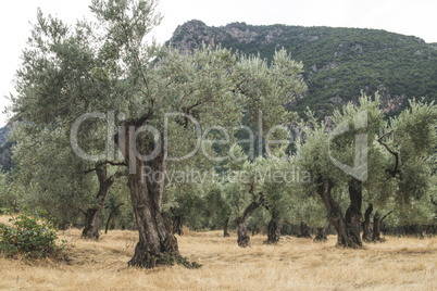 Olive trees in plantation