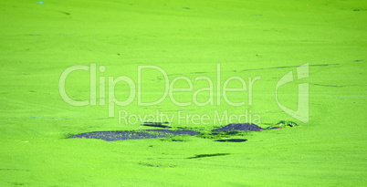 Hippopotamus (Hippopotamus amphibius) appears above water surface.