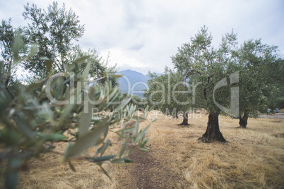 Olive trees in plantation