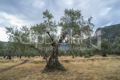 Olive trees in plantation