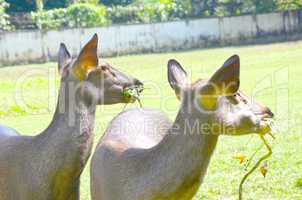 Close up of several tame deer looking to be fed.