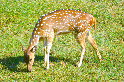 Whitetail deer doe in the field