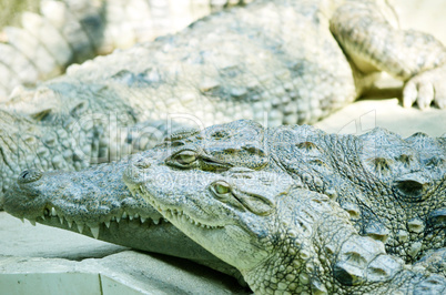 Nile Crocodile very closeup image capture.