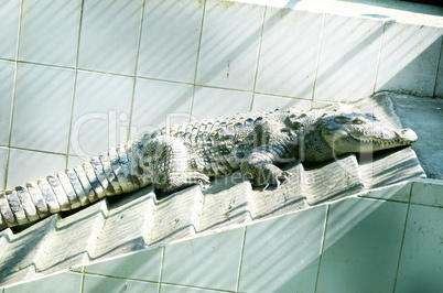 Nile Crocodile very closeup image capture.