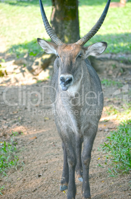 Deer doe in the field, very close-up.