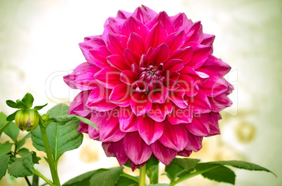 Red color dahlia flower