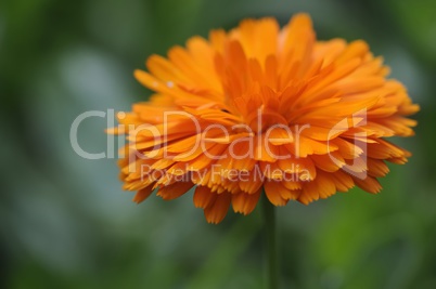 calendula