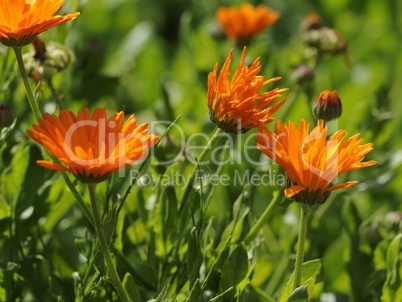 calendula