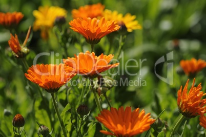 calendula