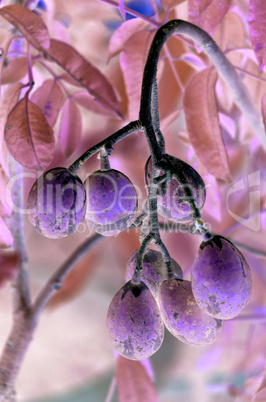 Olives in natural branch