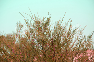 Natural Autumn tree on sky with sun