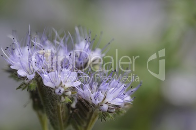 phacelia