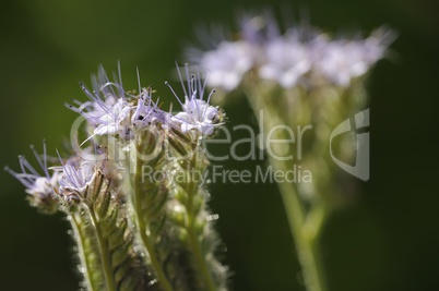 phacelia