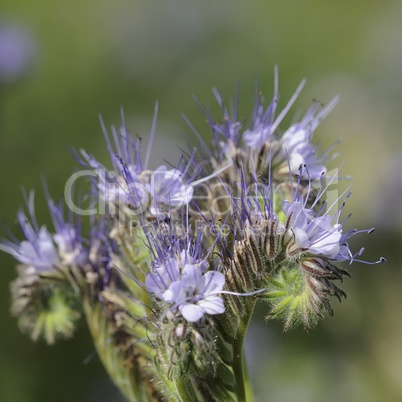 phacelia