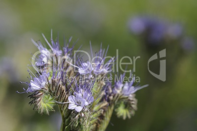 phacelia