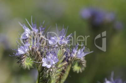 phacelia