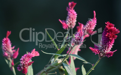 Pink color flowers in the garden captured very closeup.