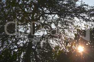 Natural Autumn tree on sky with sun