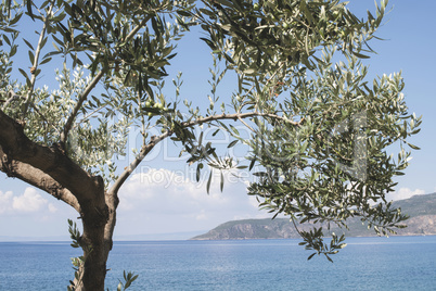 Olive tree on the beach