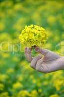 Yellow flower in hand with sunlight on garden field