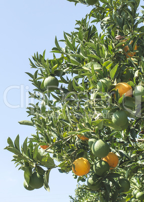 Oranges on a branch