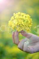 Yellow flower in hand with sunlight on garden field
