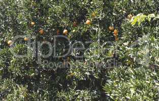 Orange trees in plantation