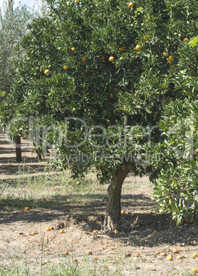 Orange trees in plantation