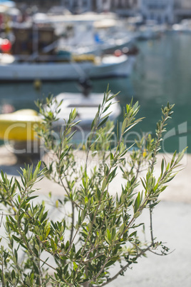 Olive branches and boats