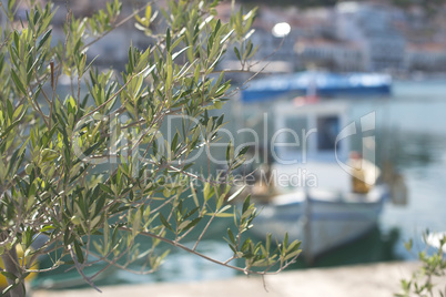 Olive branches and boats