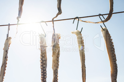 Octopus on rope