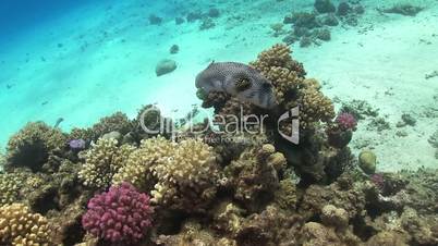 Starry Puffer on Coral Reef, Red sea