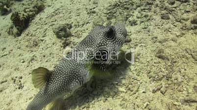 Starry Puffer on Coral Reef, Red sea