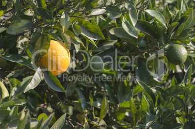 Oranges on a branch