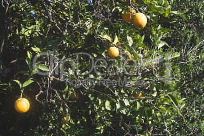 Oranges on a branch