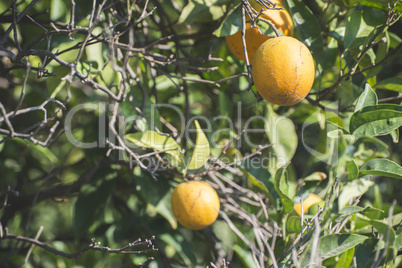 Oranges on a branch