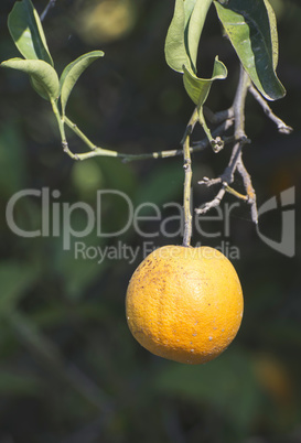 Oranges on a branch