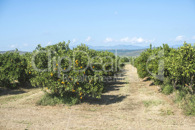 Orange trees in plantation