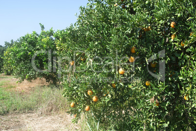 Orange trees in plantation