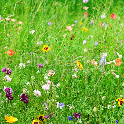 wild flowers