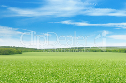 green pea field and blue sky