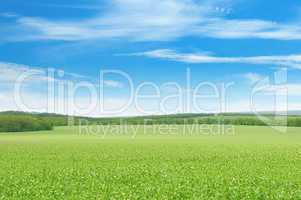 green pea field and blue sky
