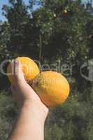 Oranges on a branch.