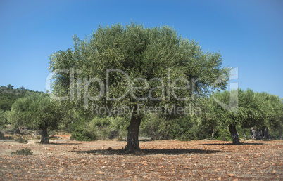 Olive trees in plantation