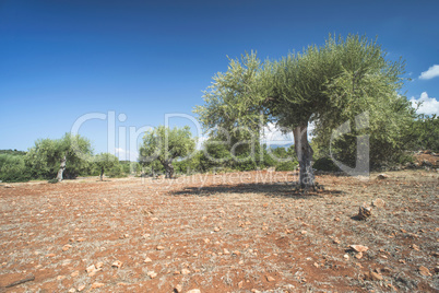 Olive trees in plantation